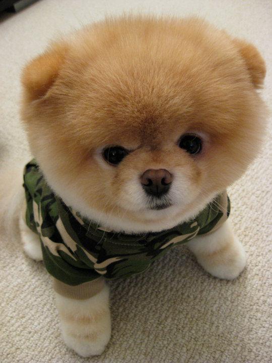 เจ้าบู : 