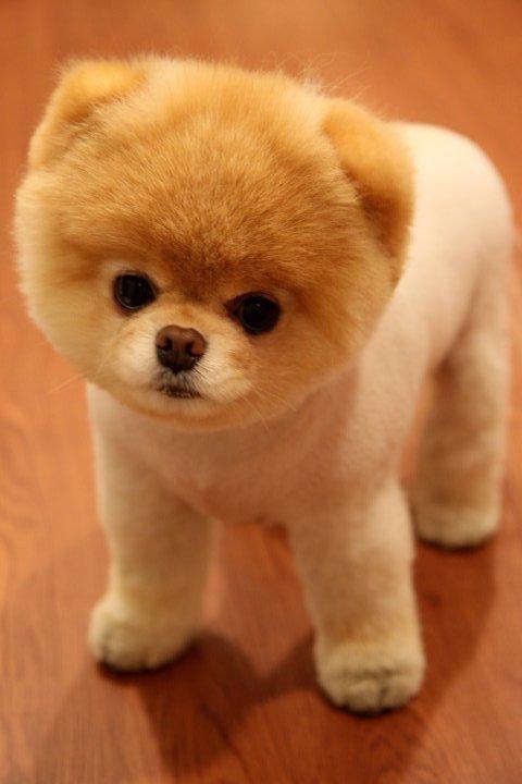 เจ้าบู : 