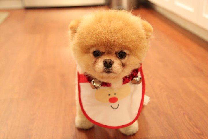เจ้าบู : 