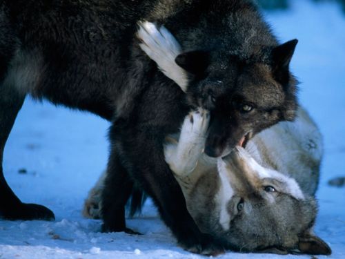 คนรัก national geographic : 