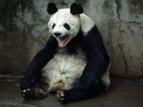 คนรัก national geographic : 