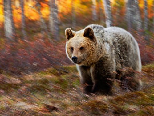 คนรัก national geographic : 