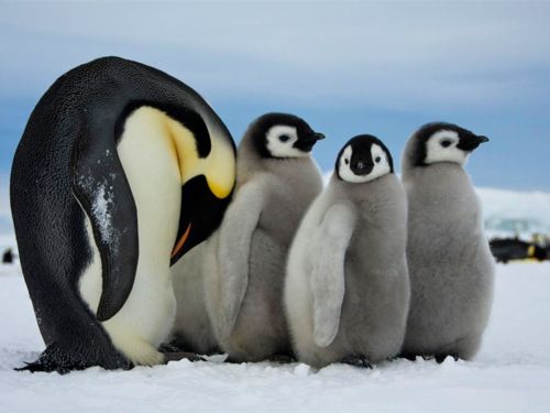 คนรัก national geographic : 
