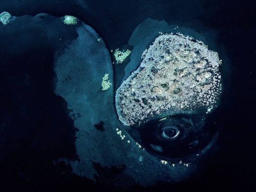 คนรัก national geographic : 
