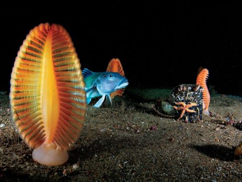 คนรัก national geographic : 