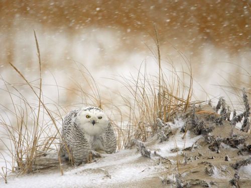 คนรัก national geographic : 