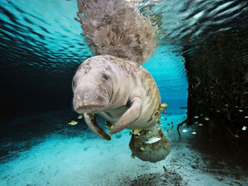 คนรัก national geographic : 