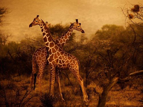 คนรัก national geographic : 