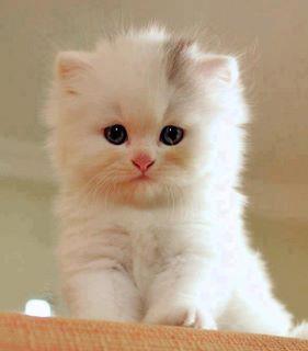 น้องเหมียว สุดซน : 