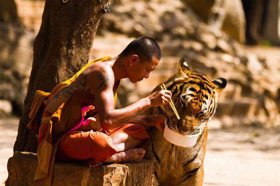 เสือน่ารัก : 