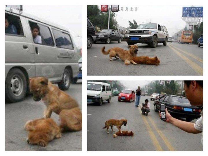 เหลือเชื่อ  หมารักไม่มีวันตาย : 
