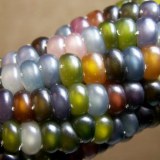ข้าวโพดอัญมณี (Glass Gem Corn)