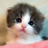 แมวน้อยน่ารักๆ