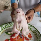 หมู  8  ขา  1  หัว