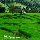 รูปนาข้าวสวยๆครับ สำหรับคนคิดถึงบ้าน