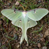 Luna Moth  (ผีเสื้อราตรีลูน่า)