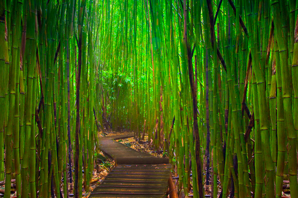 Bloggang.com : ​เหมียว๥ุ่ย - ​เที่ยว๱ี่ปุ่น ป่า​ไผ่๯า๥า​โนะ​ (Sagano bamboo  forest) ​เ๥ียว​โ๹ ​เสน่ห์​โล๥๹ะ​วันออ๥